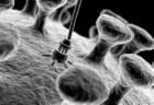 microbio electronico